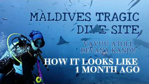 Diving the Tragic Maldives Site: Inside Devana Kandu (Vaavu Atoll) Underwater Footage & Safety Tips