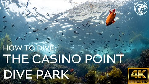 SCUBA How To Dive Casino Point, The Definitive Guide - Catalina Island, CA, 2025 - 4k