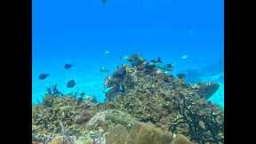 Cozumel Diving Trip 2025 – Discover Mexico’s #1 Dive Destination!