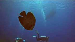 Cozumel Scuba Diving Trip