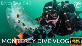 SCUBA Monterey Dive Travel Vlog - Monterey, CA, 2026 - 4k