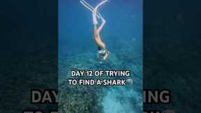 I’m diving in Hawaii EVERY DAY until I find a shark 👀🦈