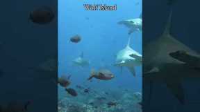 Top 4 Must-Dive Sites in the Galapagos! 🦈🐠 | Epic Scuba Adventures