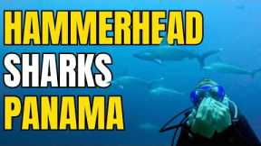 Scuba Diving with HAMMERHEAD & BULLS Sharks in PANAMA 🇵🇦