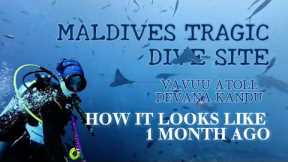 Diving the Tragic Maldives Site: Inside Devana Kandu (Vaavu Atoll) Underwater Footage & Safety Tips