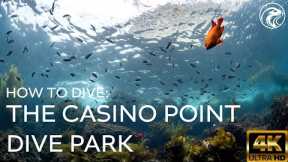 SCUBA How To Dive Casino Point, The Definitive Guide - Catalina Island, CA, 2025 - 4k