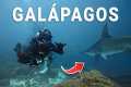 ESSENTIAL Scuba Tips Every Diver