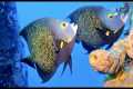 Best of Bonaire Scuba Diving