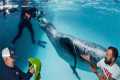 Divers React to Horrifying Leopard