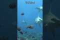 Top 4 Must-Dive Sites in the
