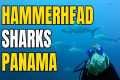 Scuba Diving with HAMMERHEAD &