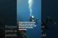 Oxygen Toxicity May Have Killed