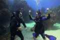 Jake Learns to Dive | JONATHAN BIRD'S 