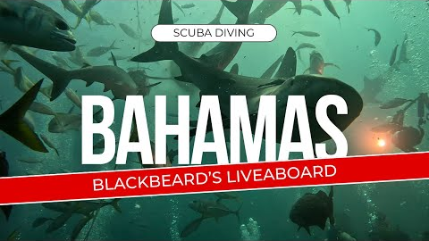 Scuba Diving the Bahamas: Blackbeard's Liveaboard Adventure | The Exuma Cays May 2024