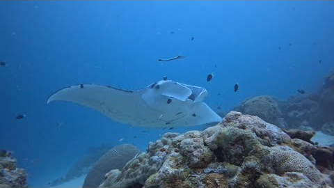 2026 Palau Dive Tour with Underwater Sports Diving Centre