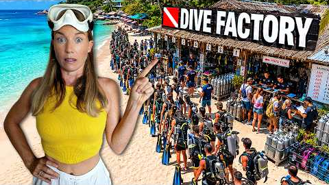 Koh Tao: Dive FACTORY or Diver's PARADISE?! | Pro Diver's Honest Reality