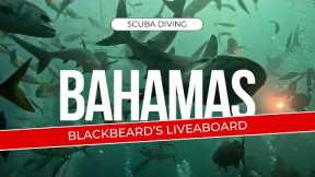 Scuba Diving the Bahamas: Blackbeard's Liveaboard Adventure | The Exuma Cays May 2024