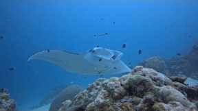 2026 Palau Dive Tour with Underwater Sports Diving Centre
