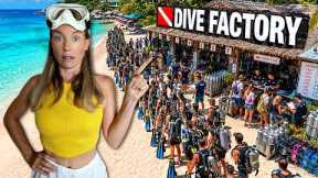 Koh Tao: Dive FACTORY or Diver's PARADISE?! | Pro Diver's Honest Reality