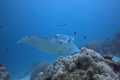 2026 Palau Dive Tour with Underwater